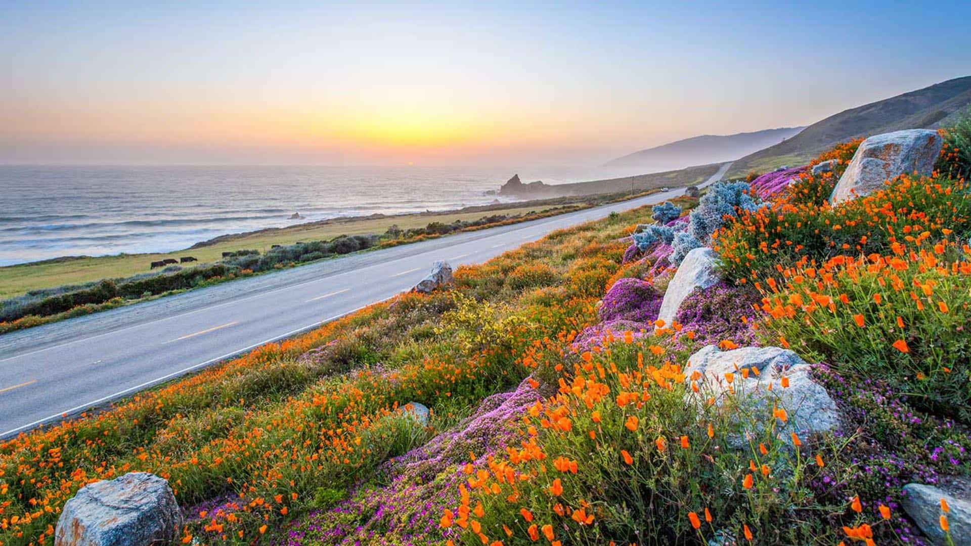 Small highway on the side of a hill with bright colored wildflowers on one side and grass, rocks and the ocean on the other side