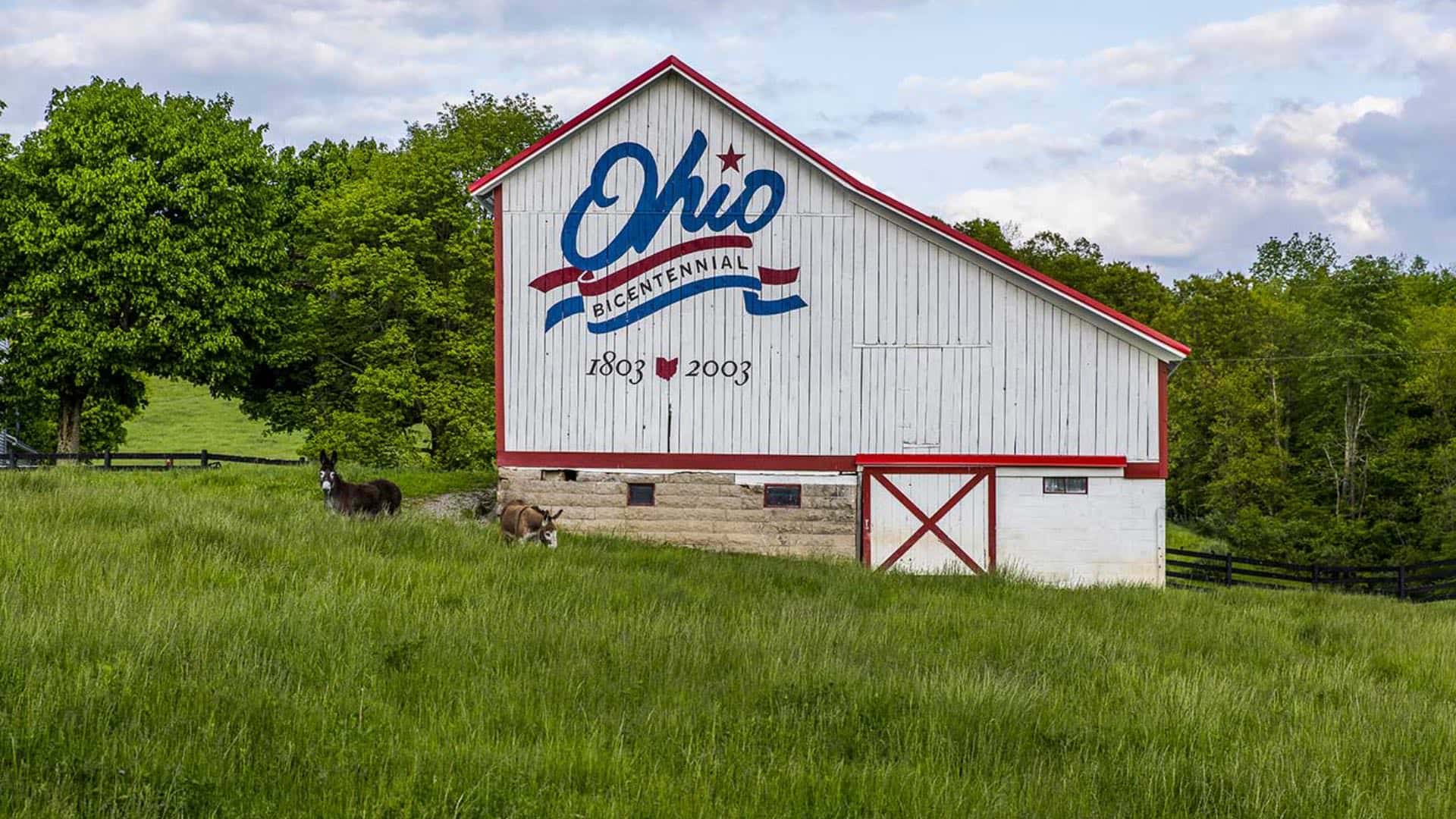 Old white barn with the words Ohio Bicentennial 1803 to 2003 painted on the side surrounded by green grass and trees and two donkeys