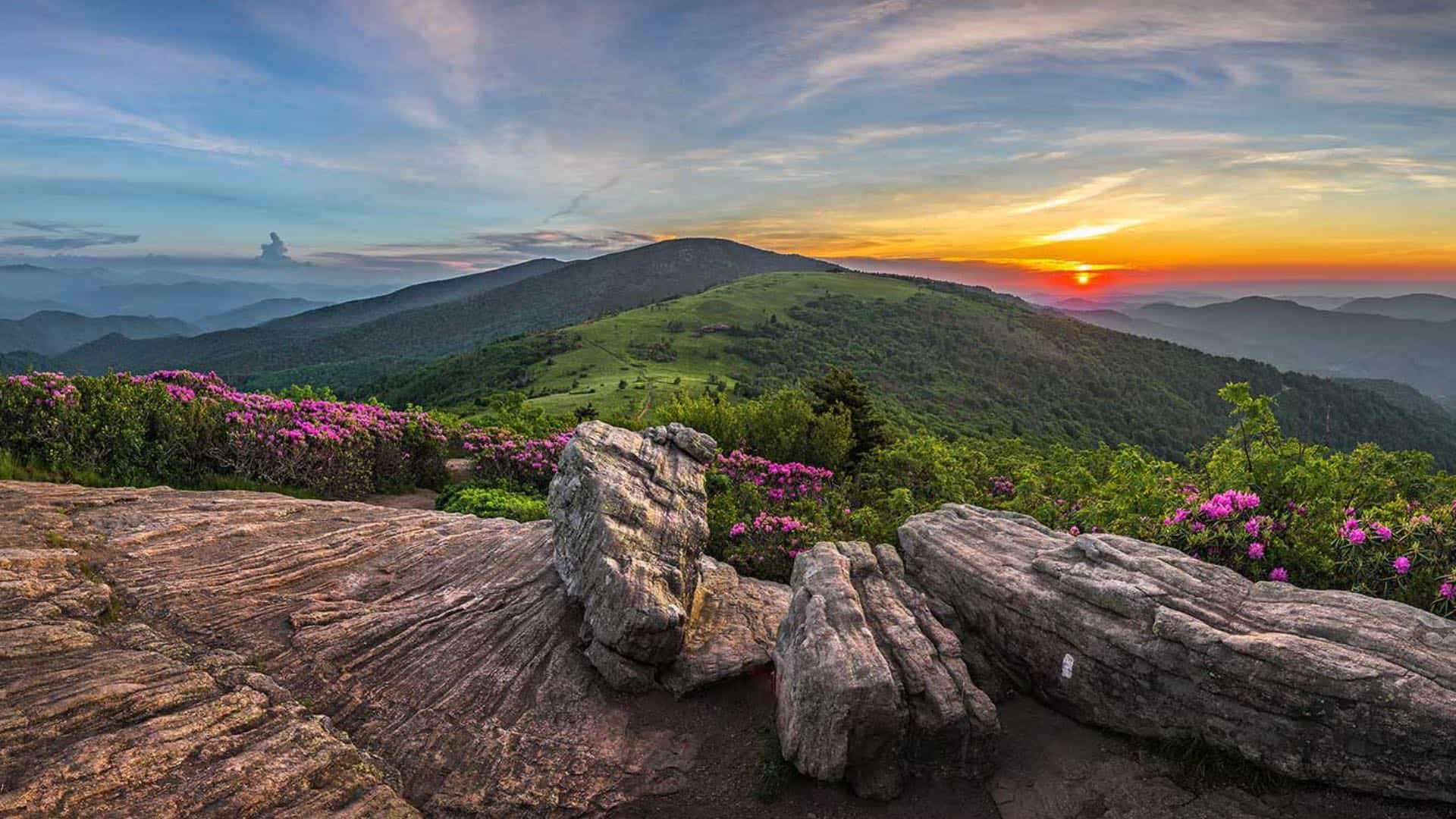 Large rocks, pink-flowered bushes, and green grass on a mountain top with setting sun in the background