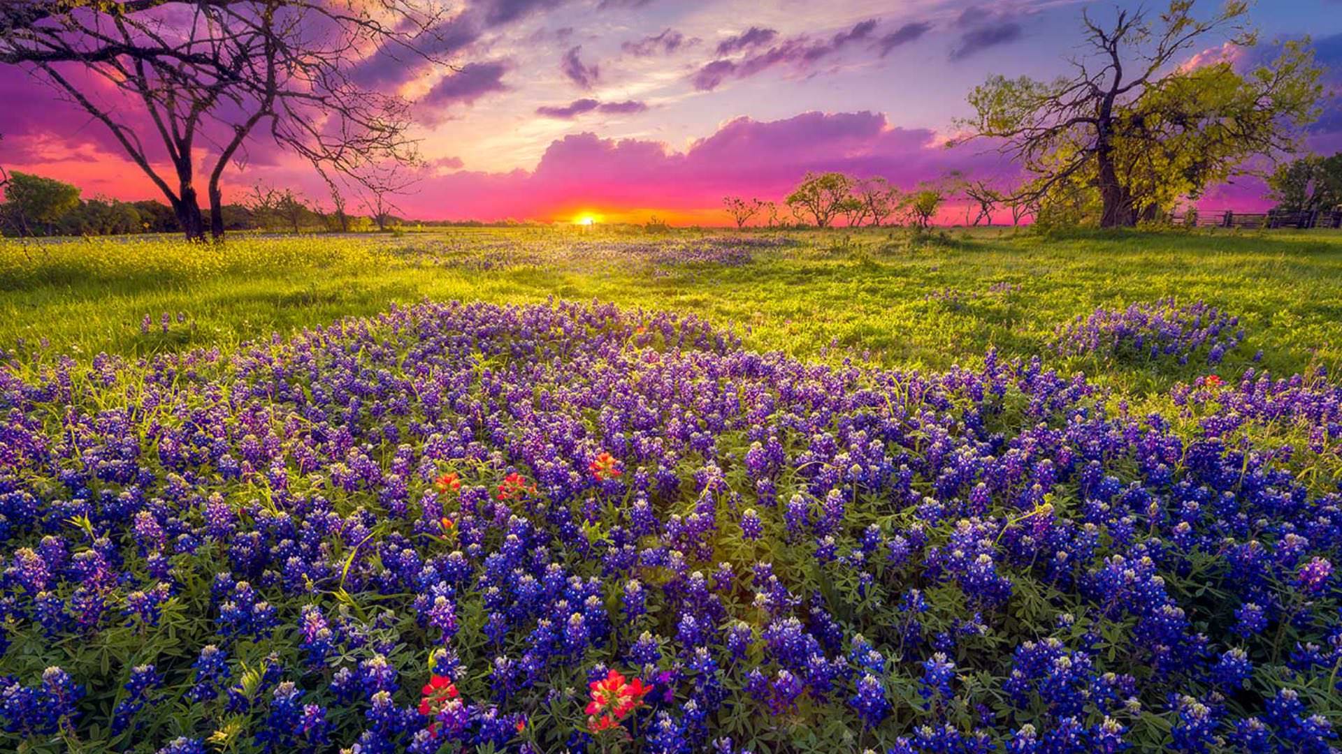 Large field full of blue and purple flowers with setting sun in the background